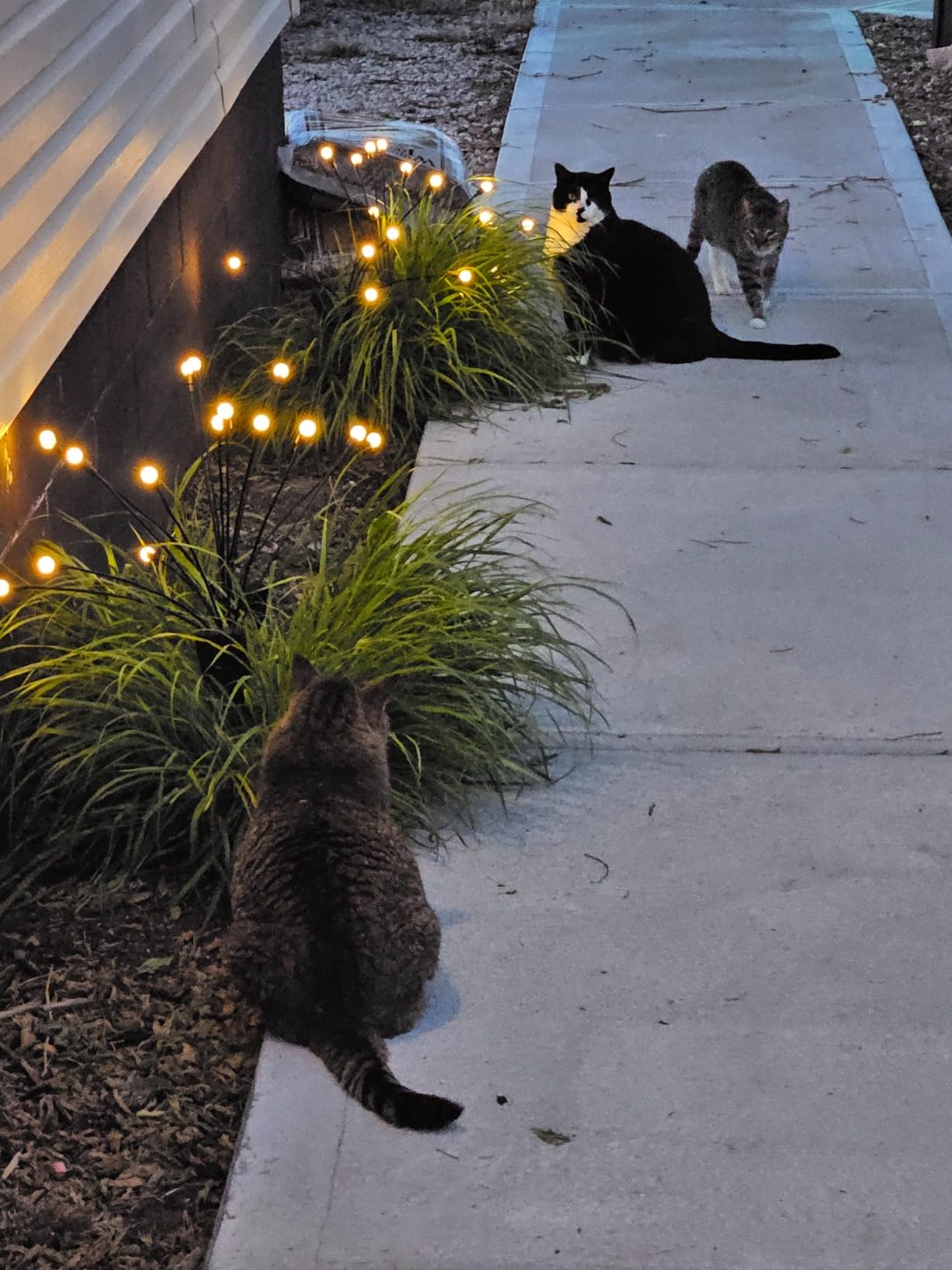 Jardín iluminado con Shine Garden